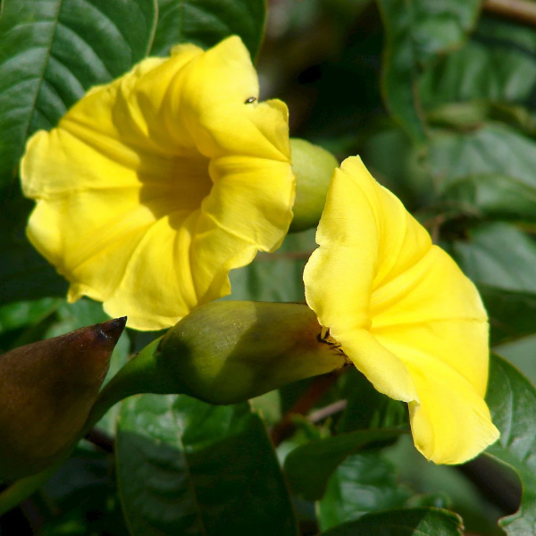Hawaiian Woodrose Merremia Tuberosa Seeds