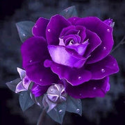 Purple Dragon Rose Seeds