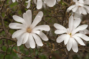 Star Magnolia Seeds
