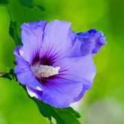 Hardy Purple Rose of Sharon Seeds