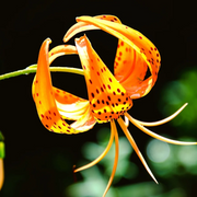 Turk's Cap Lily Seeds
