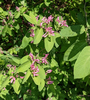 Tatarian Honeysuckle Seeds