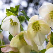 Winter Christmas Rose Seeds