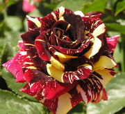 Abracadabra Rose Seeds