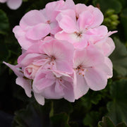 Geranium Seeds - for Home Gardens Seeds