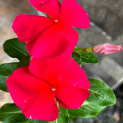Red Madagascar Periwinkle Seeds