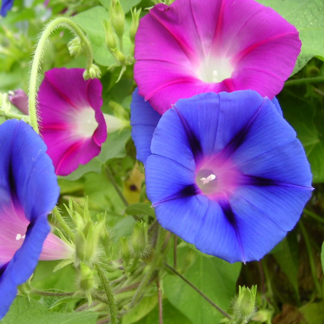 Mixed Colors Morning Glory Seeds