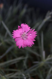 Cheddar Pink Seeds