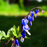Blue Bleeding Heart Seeds