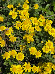 Chrysanthemum Indicum Seeds