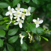 Fragran Orange Jessamine Seeds