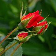 Hardy Japanese Rose Seeds
