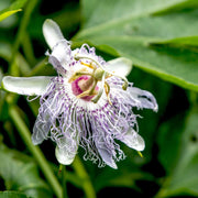 Purple Passionflower Seeds