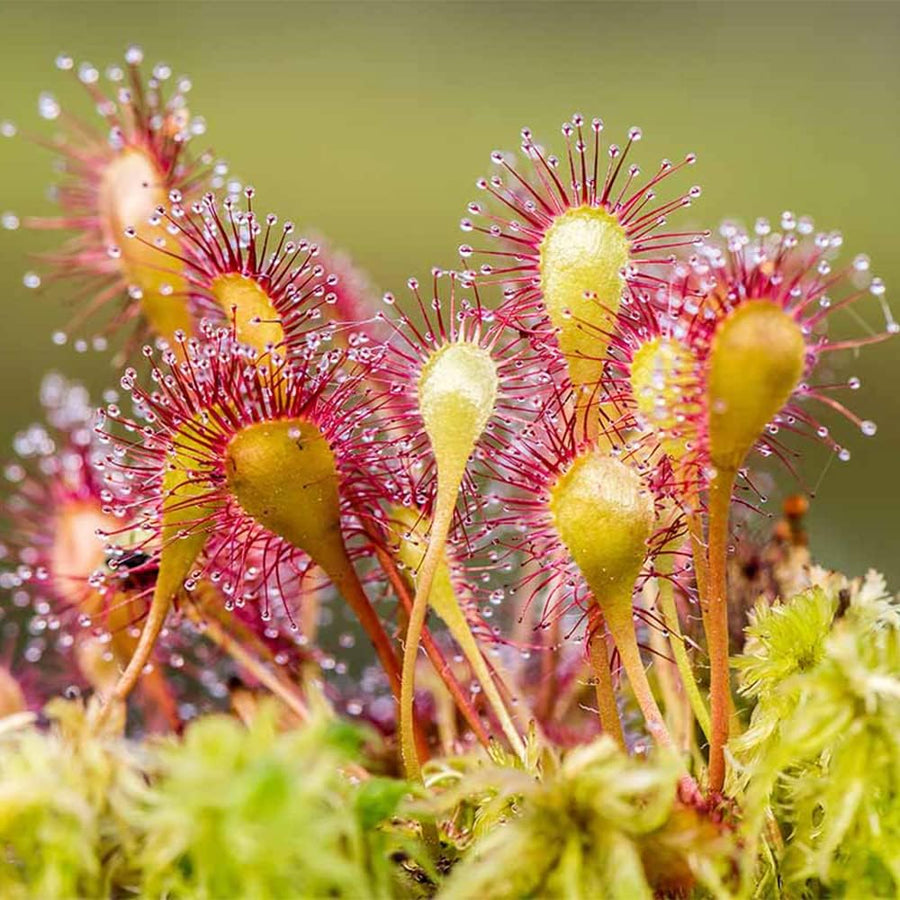 Carnivorous Sundew Seeds