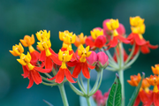 Bloodflower Milkweed Asclepias Curassavica Seeds