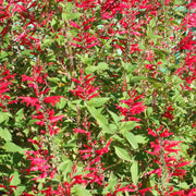 Aromatic Pineapple Sage Seeds, Herbal