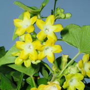 Fragrant Vine Telosma Cordata Seeds