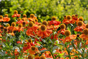 Sneezeweed Helenium Seeds