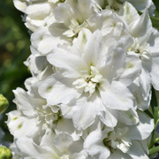 White King Larkspur Seeds