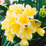 Yellow Clivia Seeds