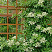 Anomala Climbing Hydrangea Seeds