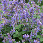 Aromatic Perennial Catmint Seeds
