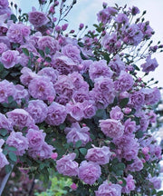 Purple Climbing Rose Seeds