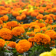 Vibrant Bloom Marigold Seeds