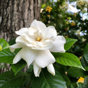 Fragrant White Blooms Cape Jasmine Seeds