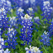Texas Bluebonnet Lupine Seeds