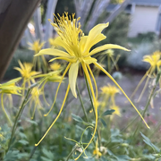 Bright Yellow Aquilegia Seeds