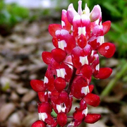 Red Texas Bluebonnet Seeds