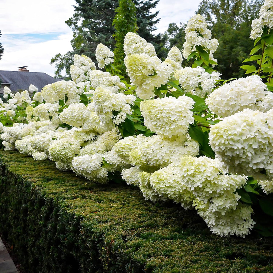 Hydrangea Paniculata Seeds
