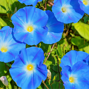 Heavenly Blue Morning Glory Seeds