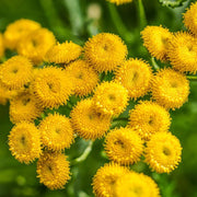 Tansy Seeds - For Home Gardens Seeds
