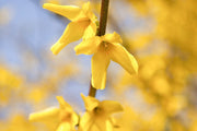 Forsythia Seeds, Yellow
