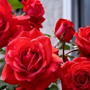Climbing Rose Seeds