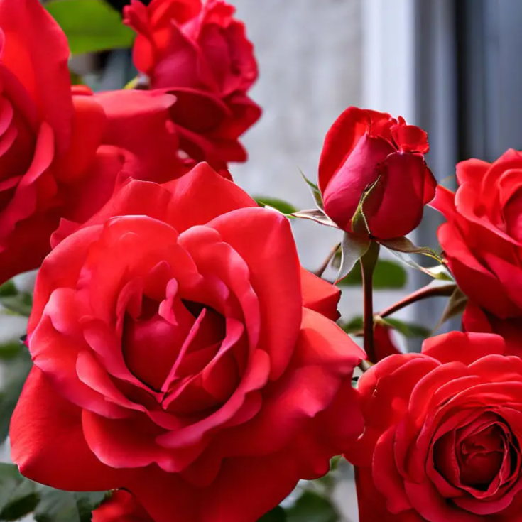 Climbing Rose Seeds