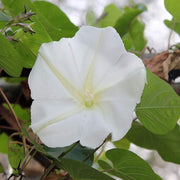 Night Blooming Vine Moon Seeds