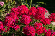 Drummond Phlox Seeds