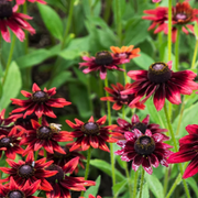 Cherry Brandy Rudbeckia Seeds