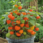 Chinese Lantern Lantern Seeds