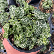 Albivenis Fittonia Seeds
