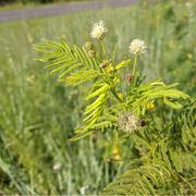 Legume Illinois Bundle Seeds