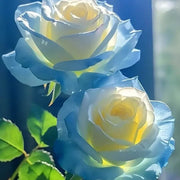 Yellow and Sky Blue Rose Seeds