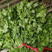Large Leaf Cilantro Seeds, Herbal