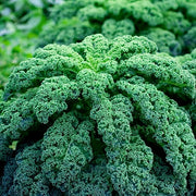 Borecole Winterbor Kale Seeds