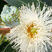 Tasmanian Blue Gum Eucalyptus Globulus Seeds