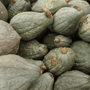 Chicago Warted Hubbard Squash Seeds