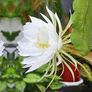 Queen of The Night Seeds